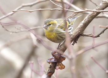 Eurasian Siskin 六甲山 Thu, 3/7/2024