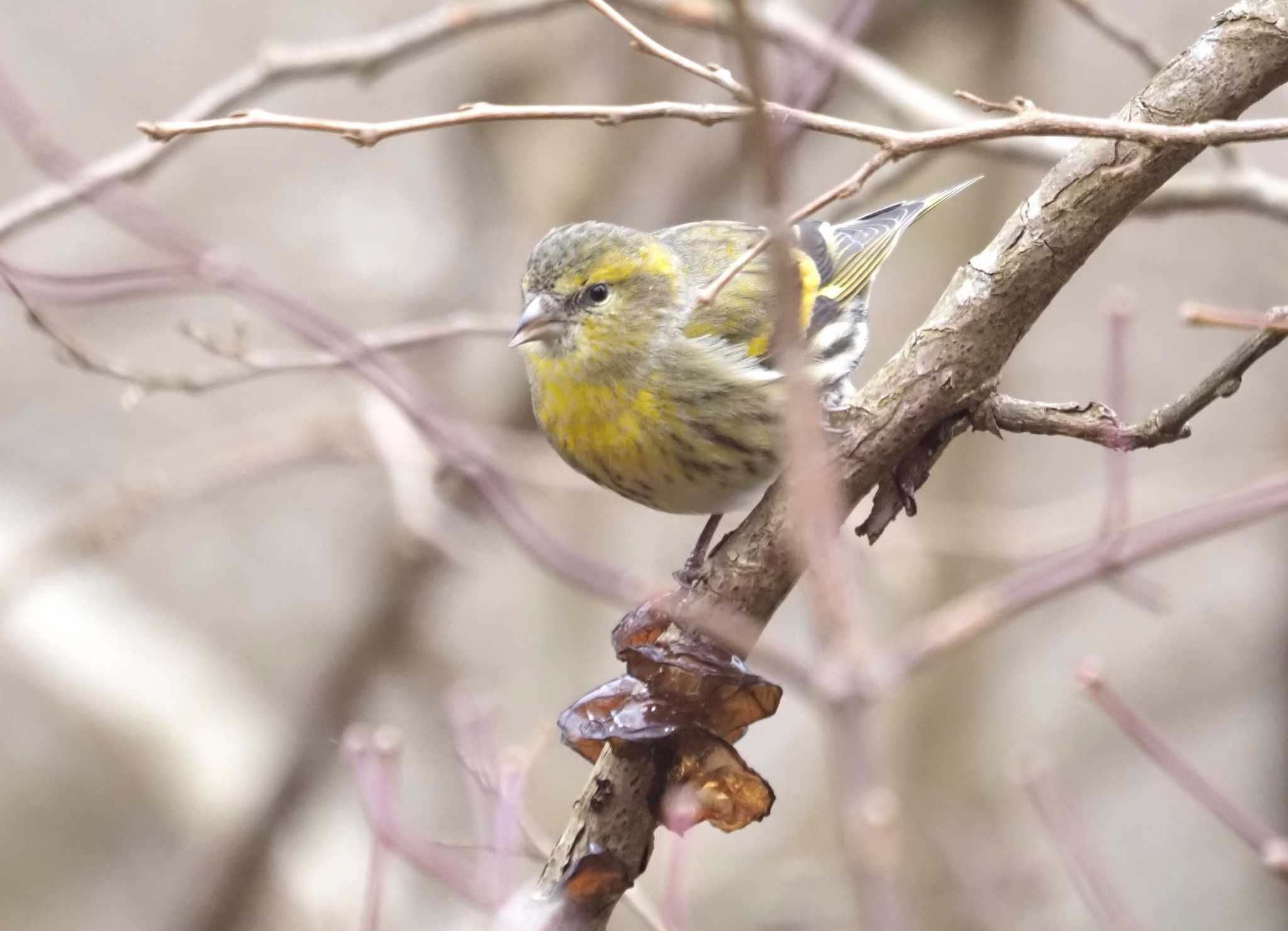 Photo of Eurasian Siskin at 六甲山 by マル