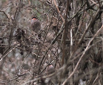 Eurasian Bullfinch 六甲山 Thu, 3/7/2024