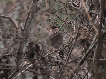 Eurasian Bullfinch 六甲山 Thu, 3/7/2024