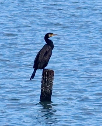 Japanese Cormorant Yatsu-higata Thu, 3/7/2024