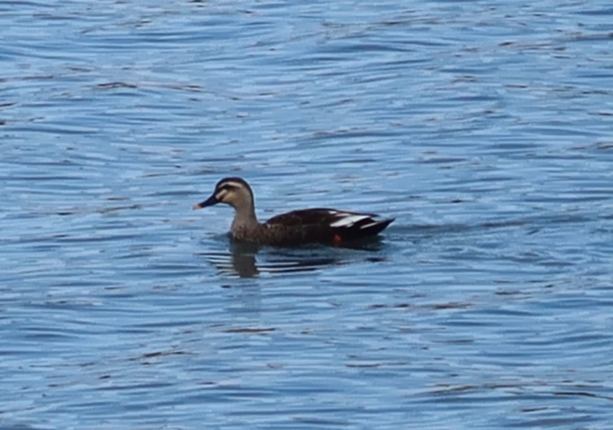 Photo of Eastern Spot-billed Duck at Yatsu-higata by ひこうき雲