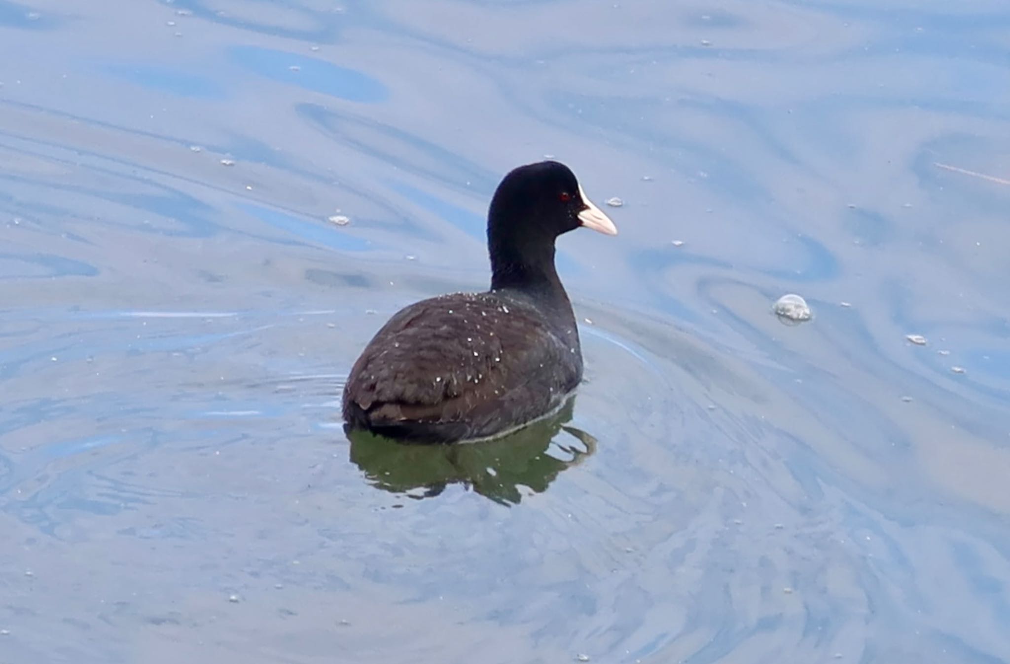 Eurasian Coot