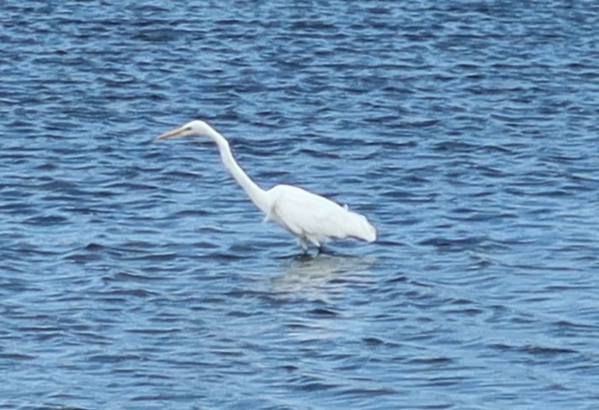 Great Egret