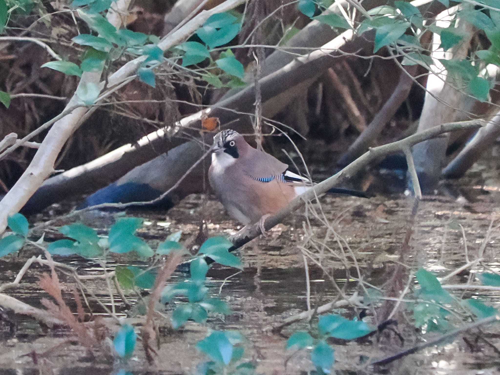 Eurasian Jay