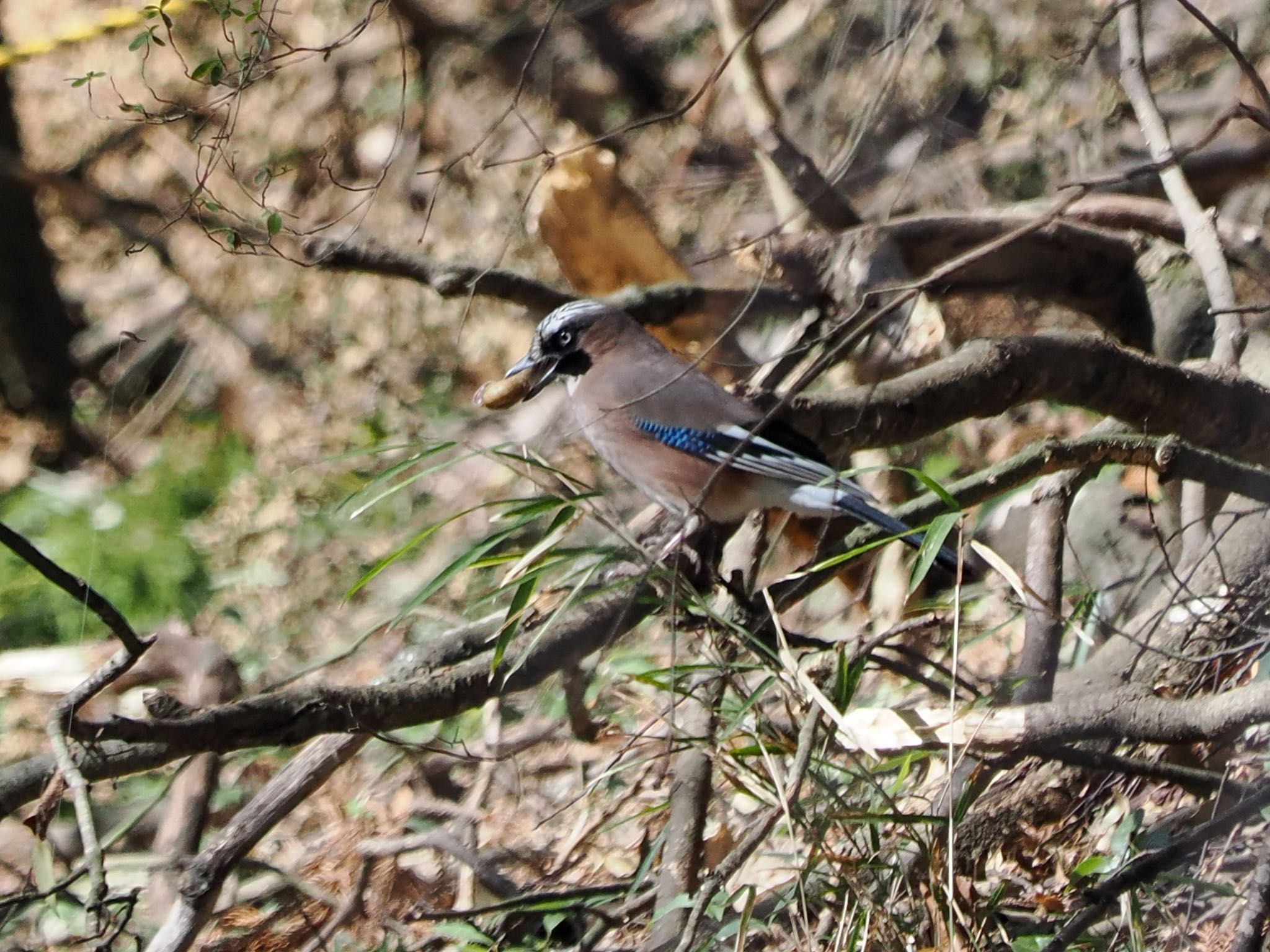 Eurasian Jay