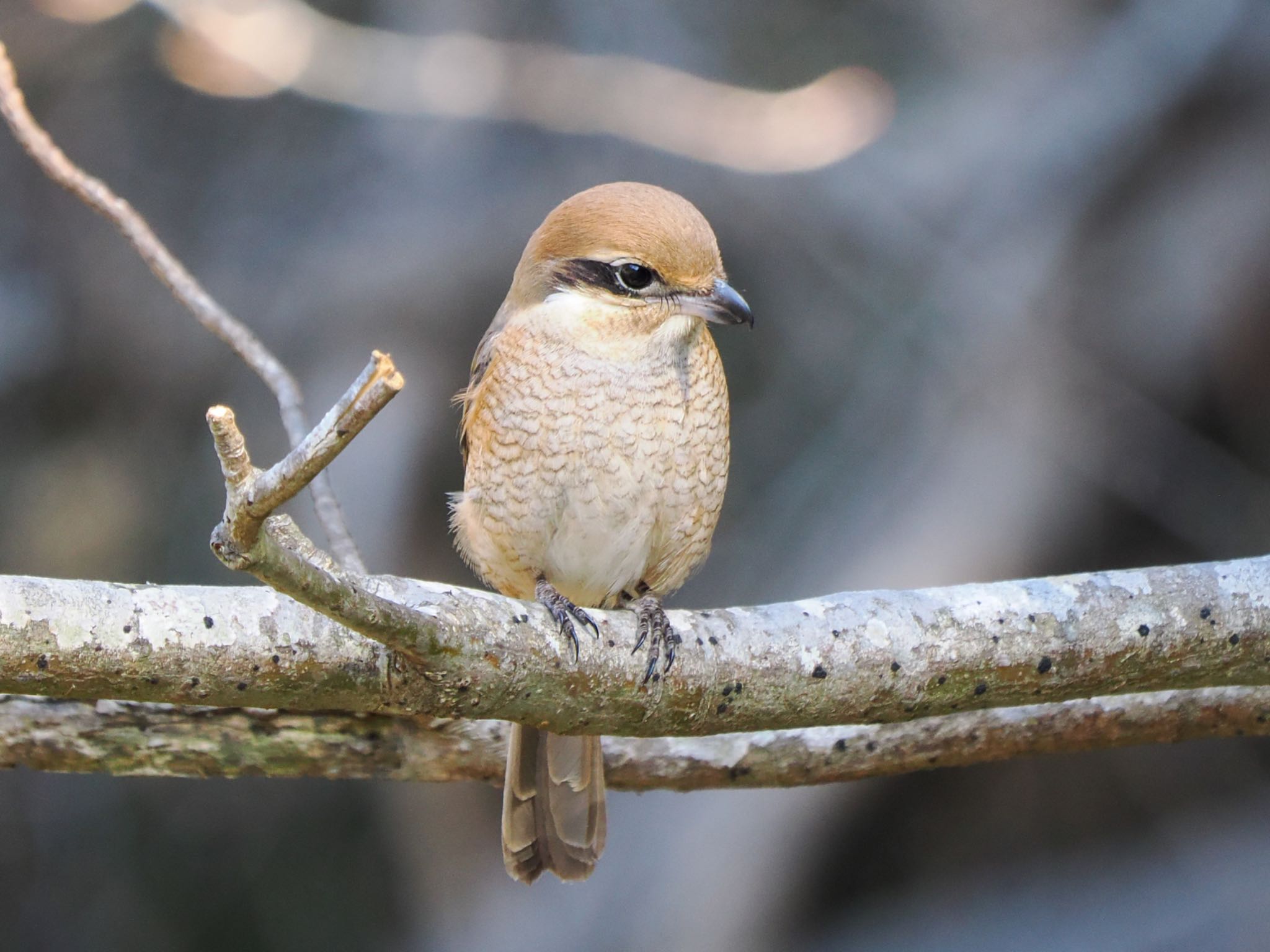 Bull-headed Shrike