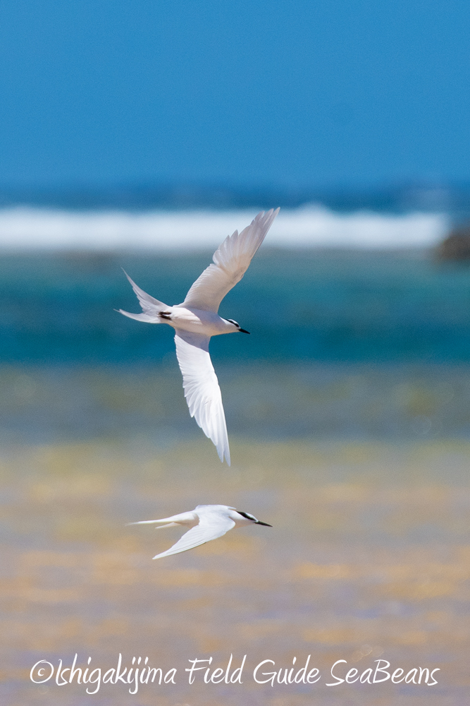 Black-naped Tern