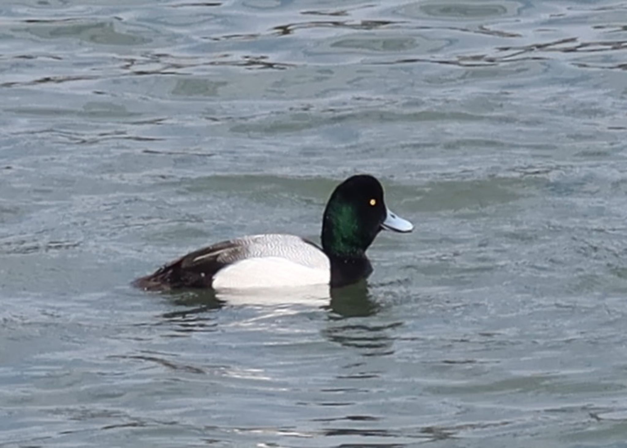 Greater Scaup