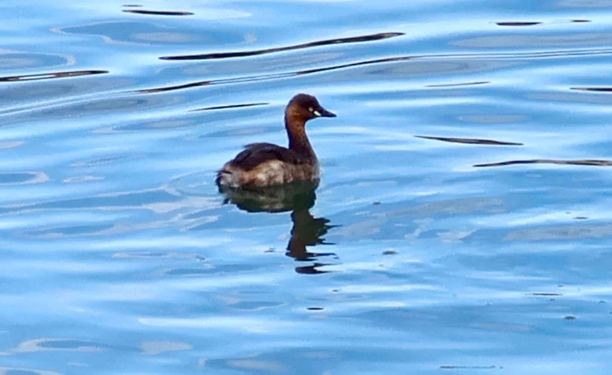 Little Grebe