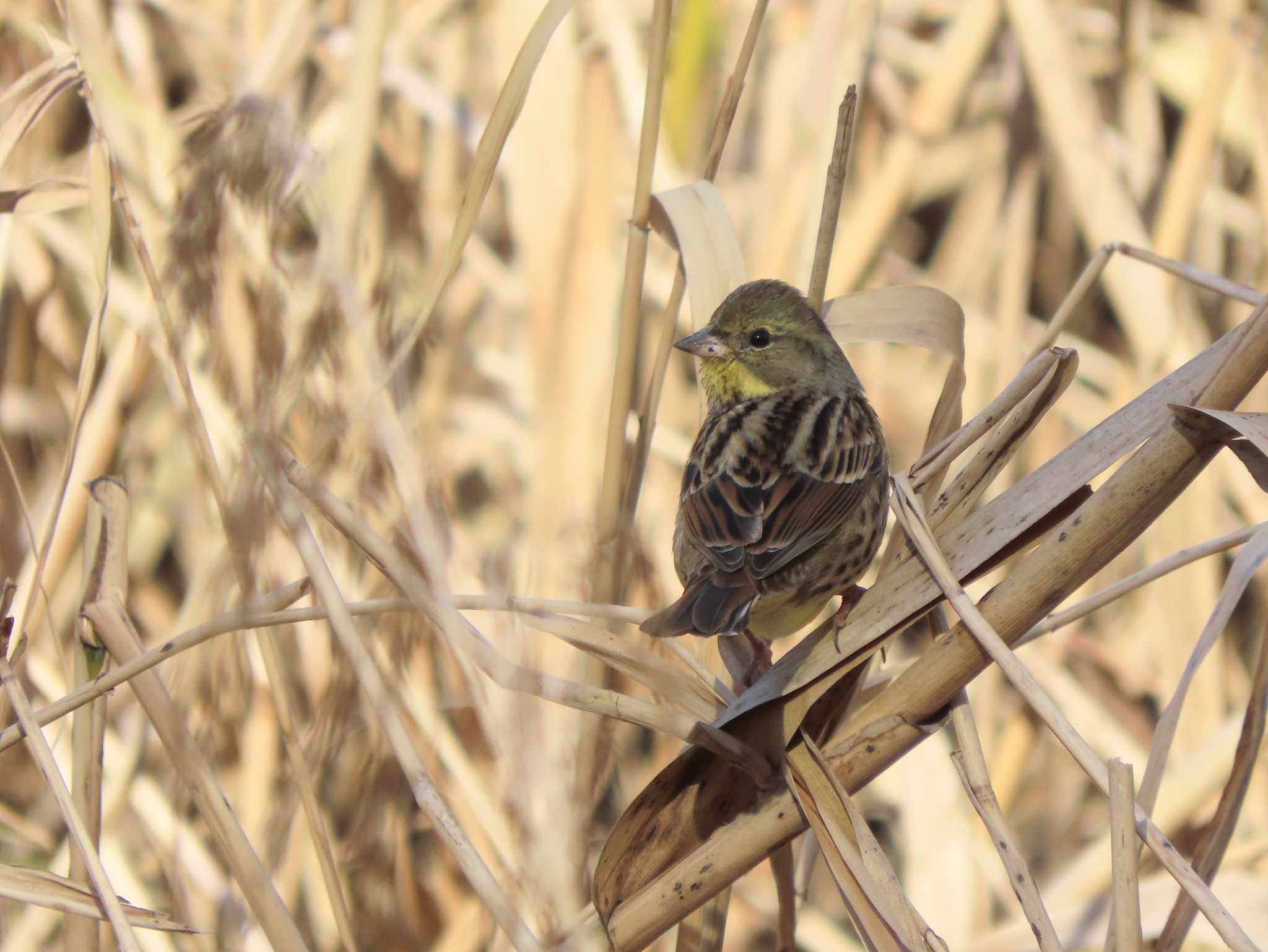 Masked Bunting