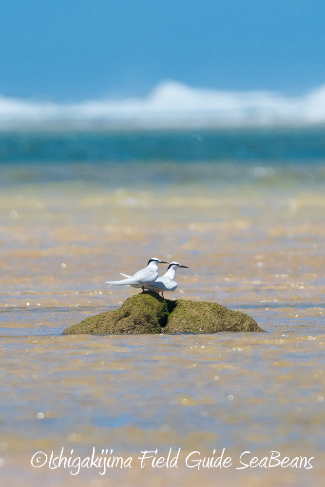 Black-naped Tern