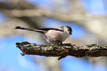 Long-tailed Tit Arima Fuji Park Sun, 3/3/2024