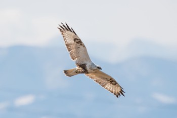 Rough-legged Buzzard Unknown Spots Thu, 3/7/2024