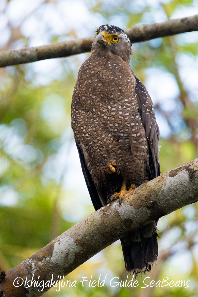 Crested Serpent Eagle