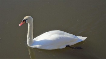 Mute Swan Teganuma Sun, 2/5/2023