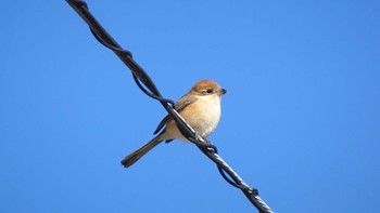 Bull-headed Shrike Teganuma Sun, 2/5/2023