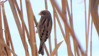 Common Reed Bunting Teganuma Sun, 2/5/2023