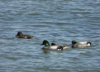 Falcated Duck Gonushi Coast Thu, 3/7/2024