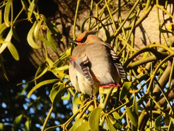 Japanese Waxwing 大室公園 Sat, 3/2/2024