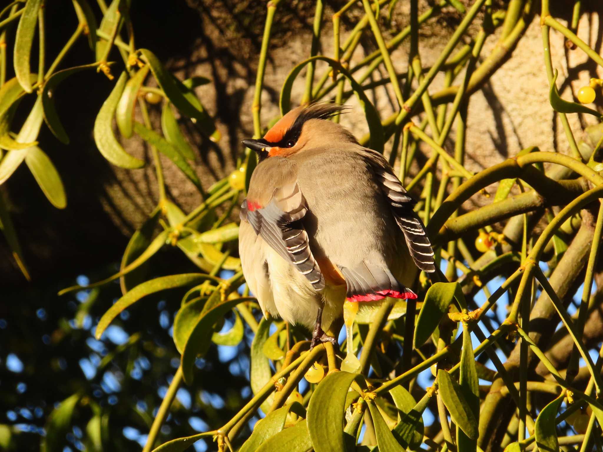 Japanese Waxwing