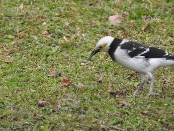 Black-collared Starling 台湾 Fri, 11/17/2023