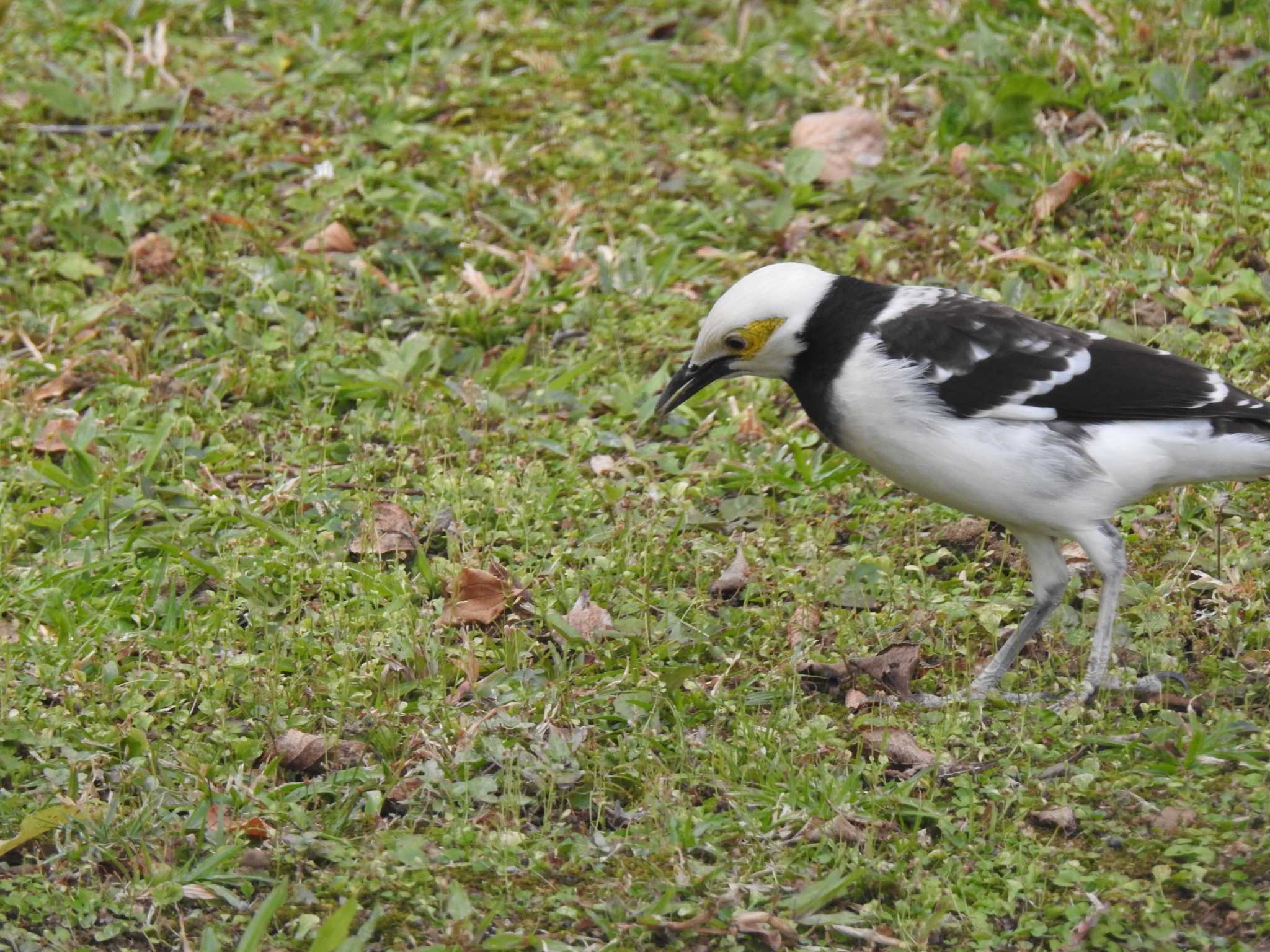 Photo of Black-collared Starling at 台湾 by ときちゃん（ibis）