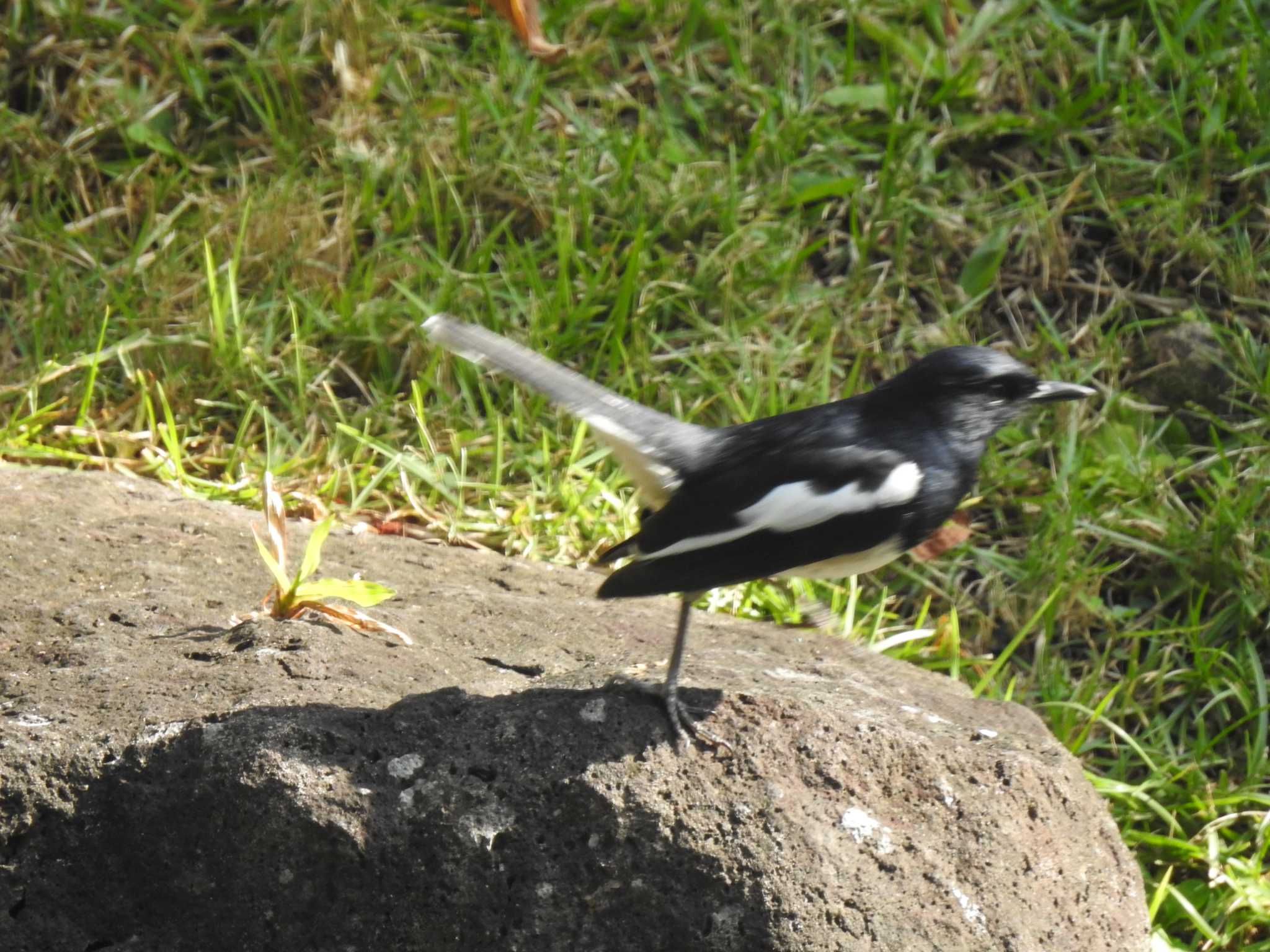 Oriental Magpie-Robin