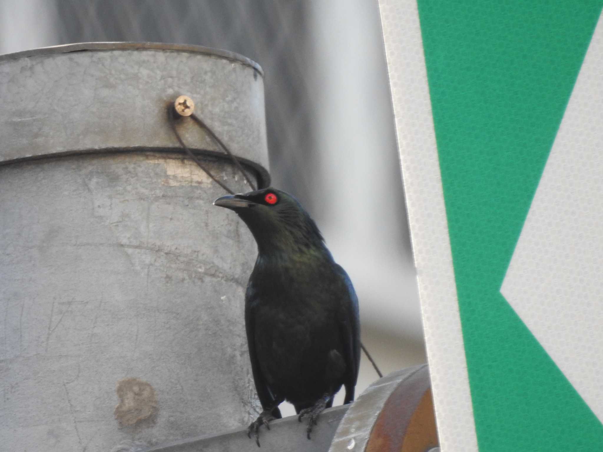 台湾 ミドリカラスモドキの写真 by ときちゃん（ibis）