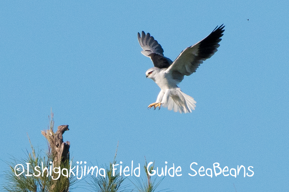 Black-winged Kite