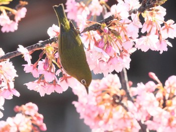 Warbling White-eye Gonushi Coast Thu, 3/7/2024