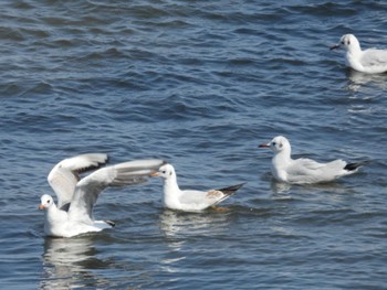 Black-headed Gull Gonushi Coast Thu, 3/7/2024