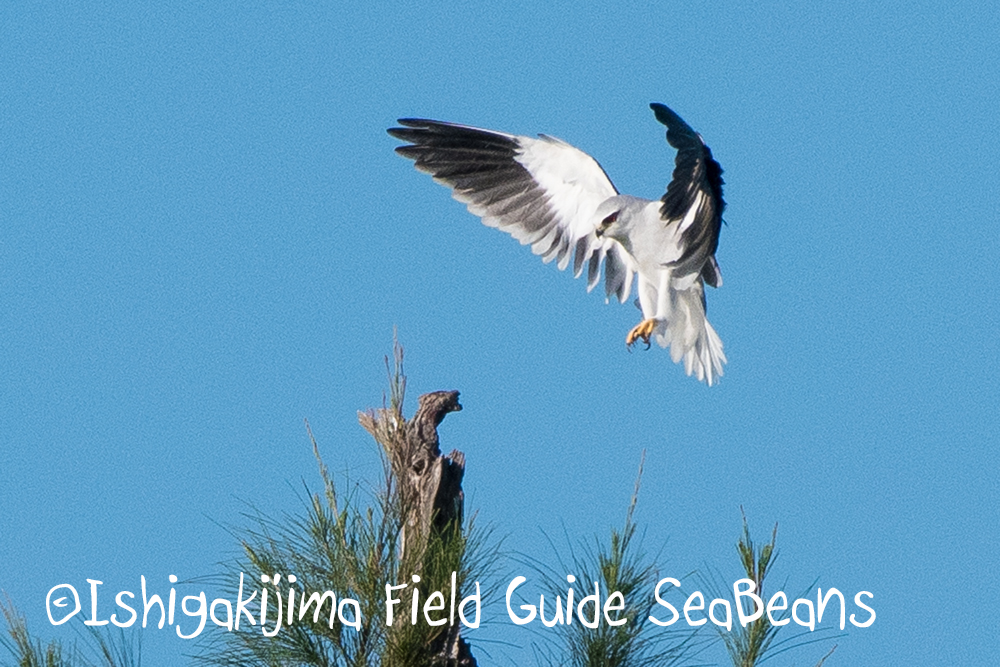 Photo of Black-winged Kite at Ishigaki Island by 石垣島バードウオッチングガイドSeaBeans