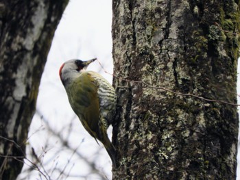 2024年3月6日(水) 丸火自然公園の野鳥観察記録