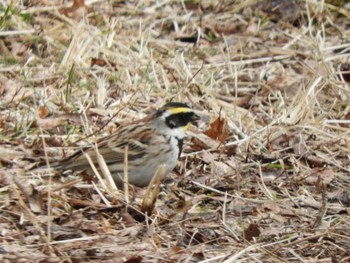 Yellow-throated Bunting 丸火自然公園 Wed, 3/6/2024