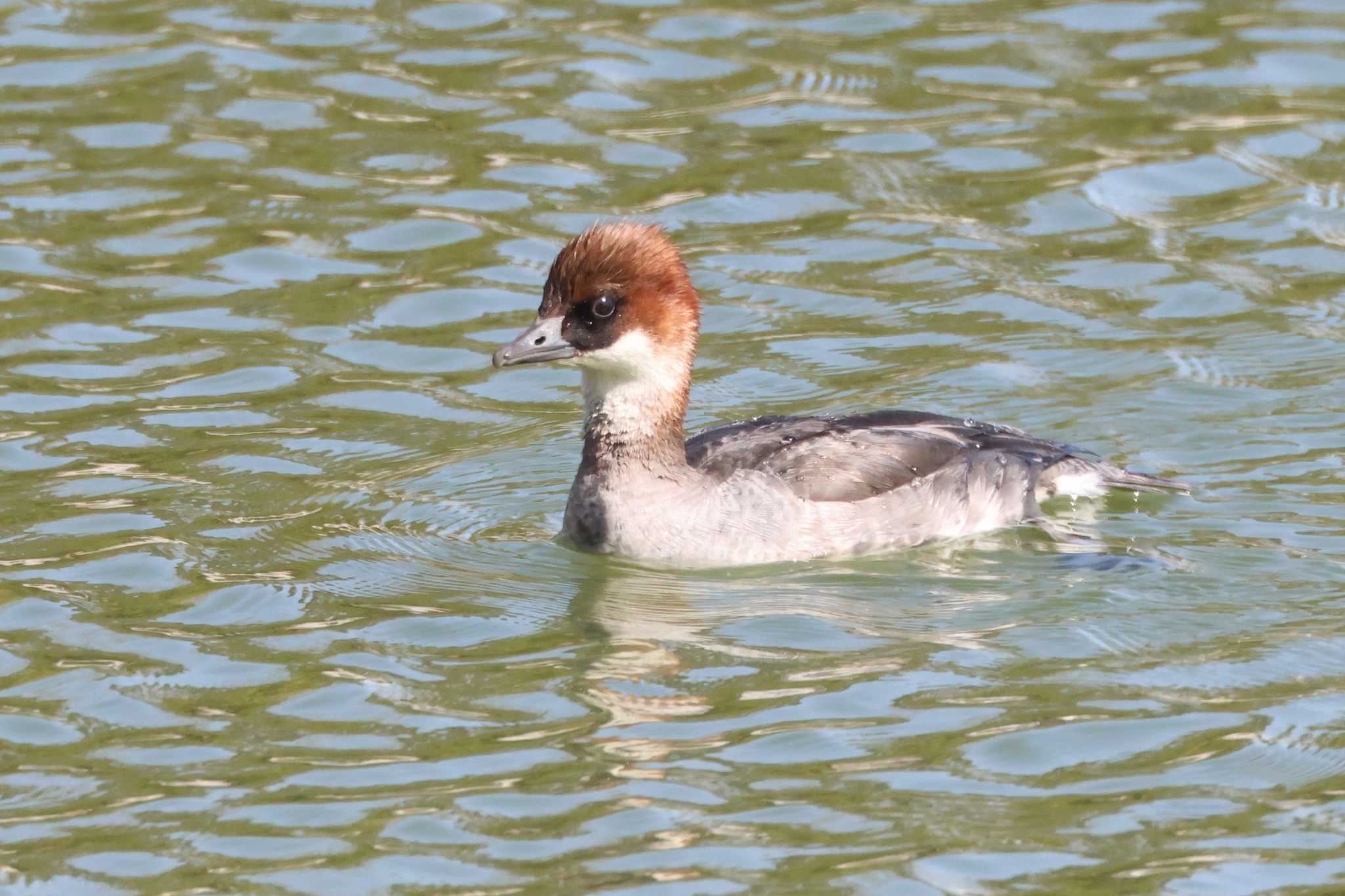 Smew