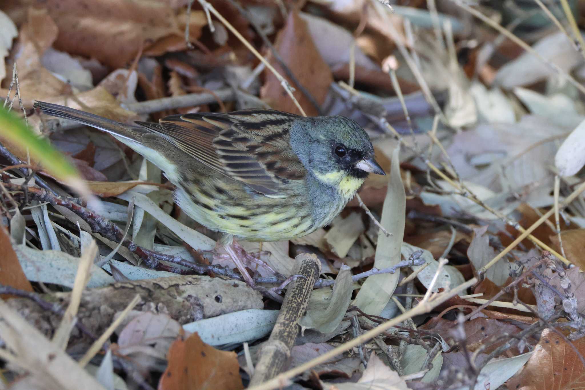 Masked Bunting