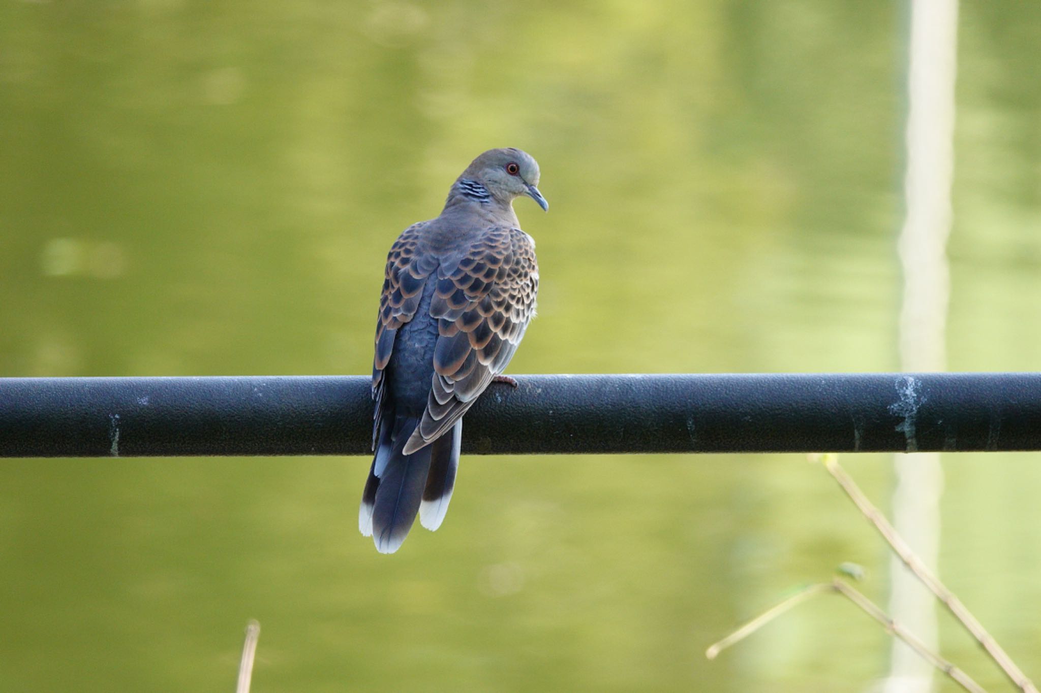 Oriental Turtle Dove