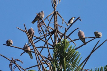 Red Collared Dove 青年公園(台湾) Fri, 1/19/2024