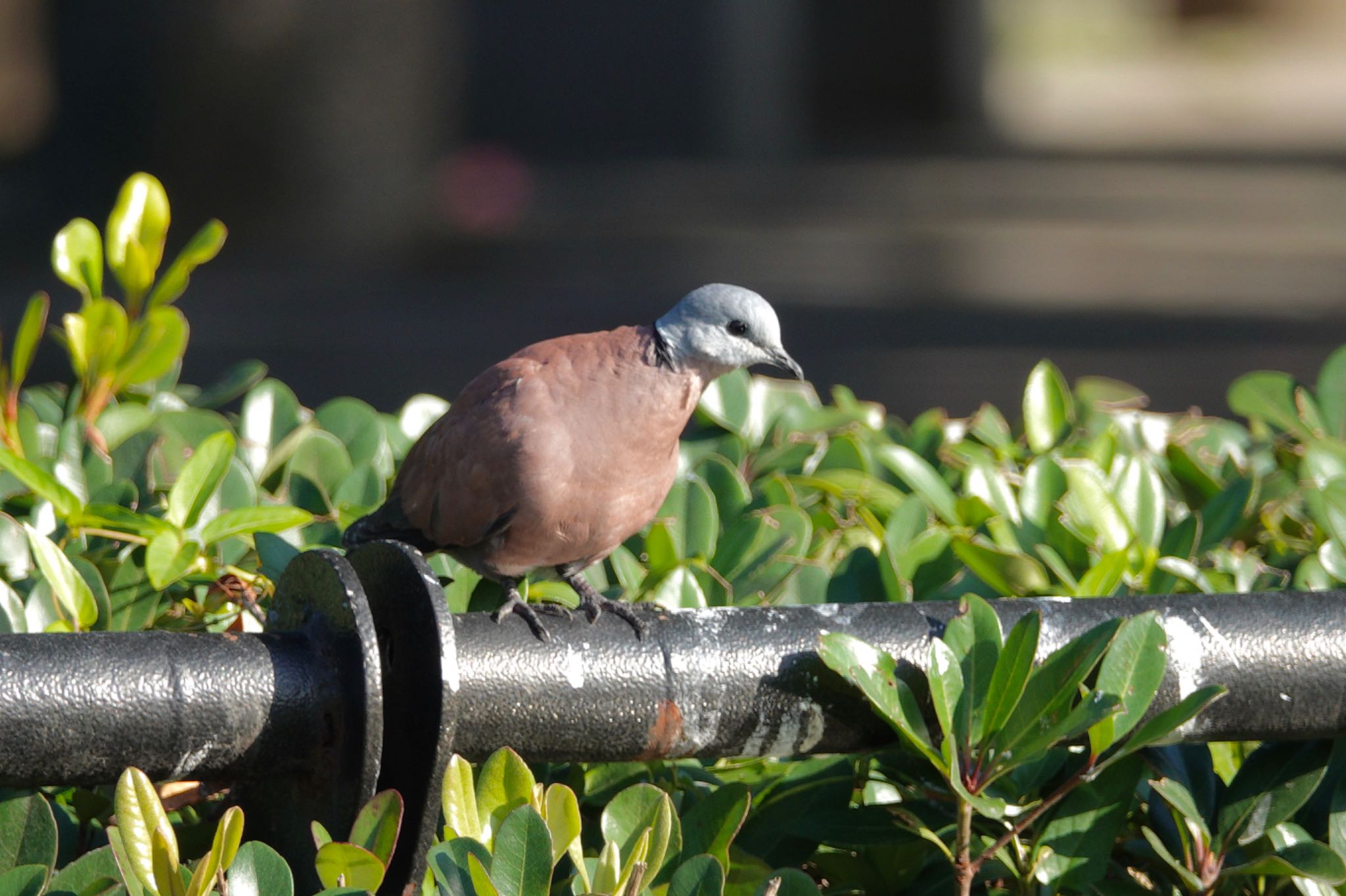 青年公園(台湾) ベニバトの写真 by のどか