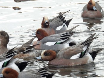 Eurasian Wigeon 打上川治水緑地 Fri, 3/1/2024