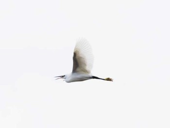 2022年12月8日(木) 福岡市西区の野鳥観察記録