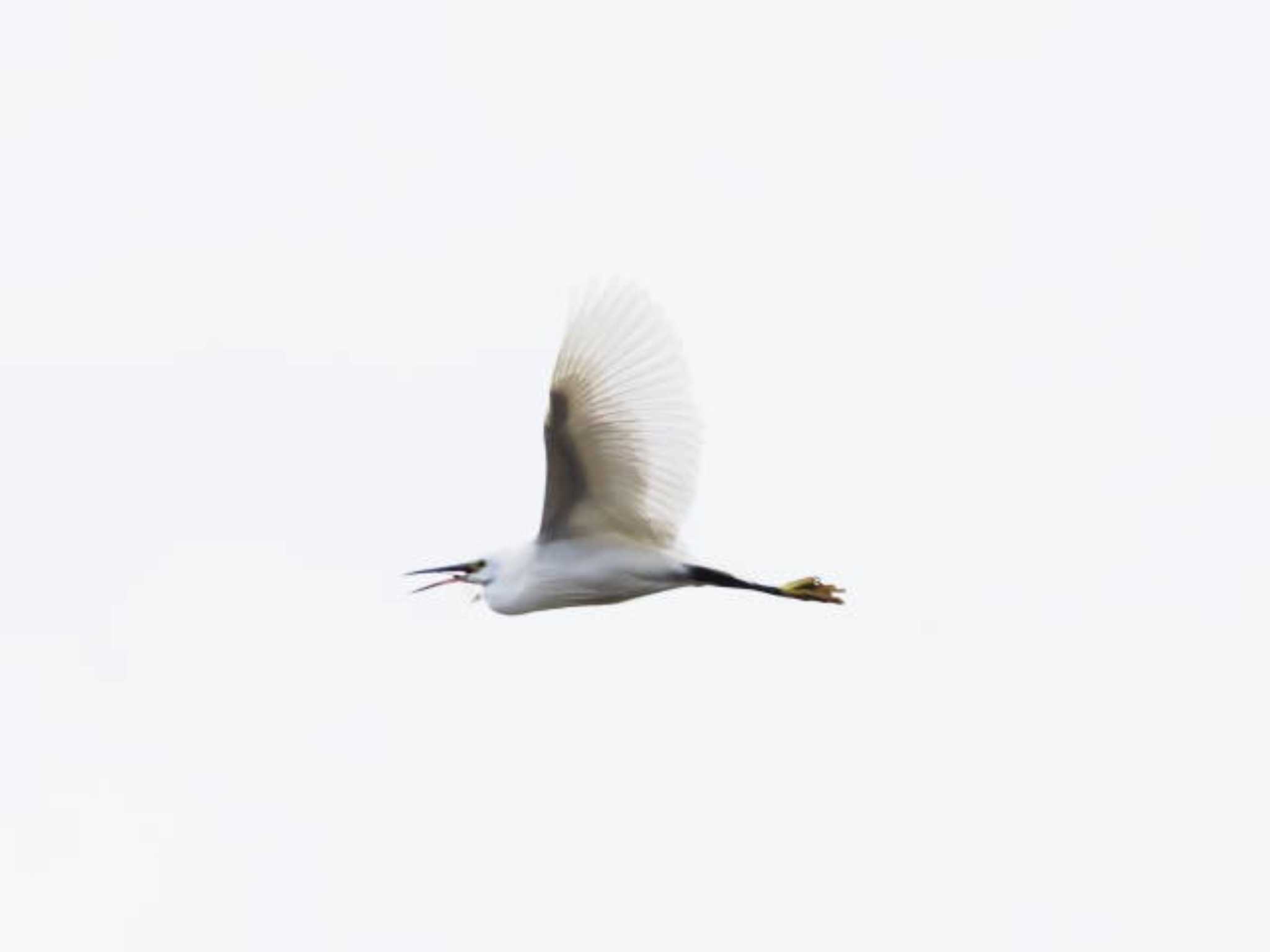 Little Egret