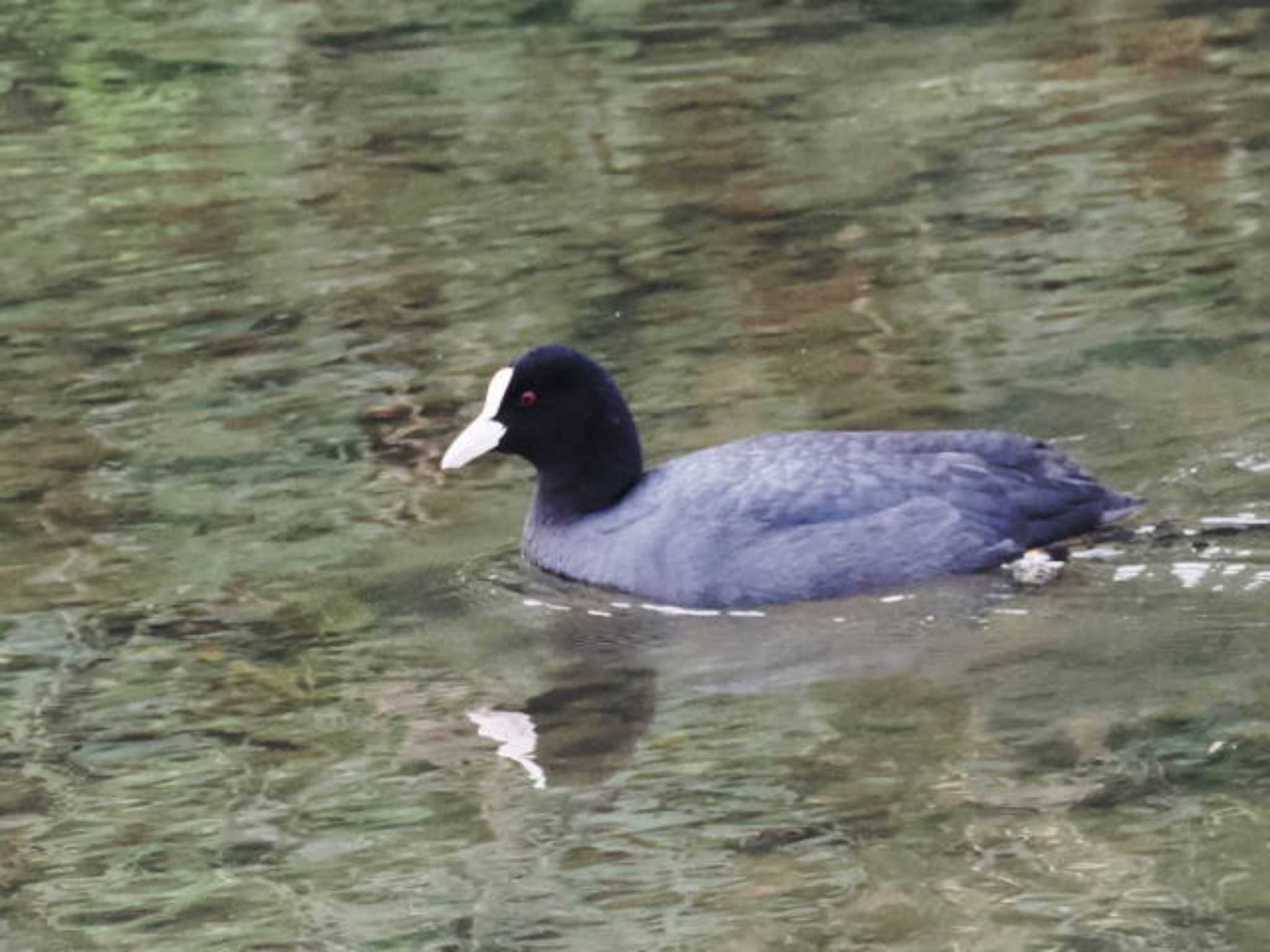 Eurasian Coot