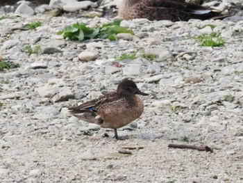 Eurasian Teal 福岡市西区 Thu, 12/8/2022