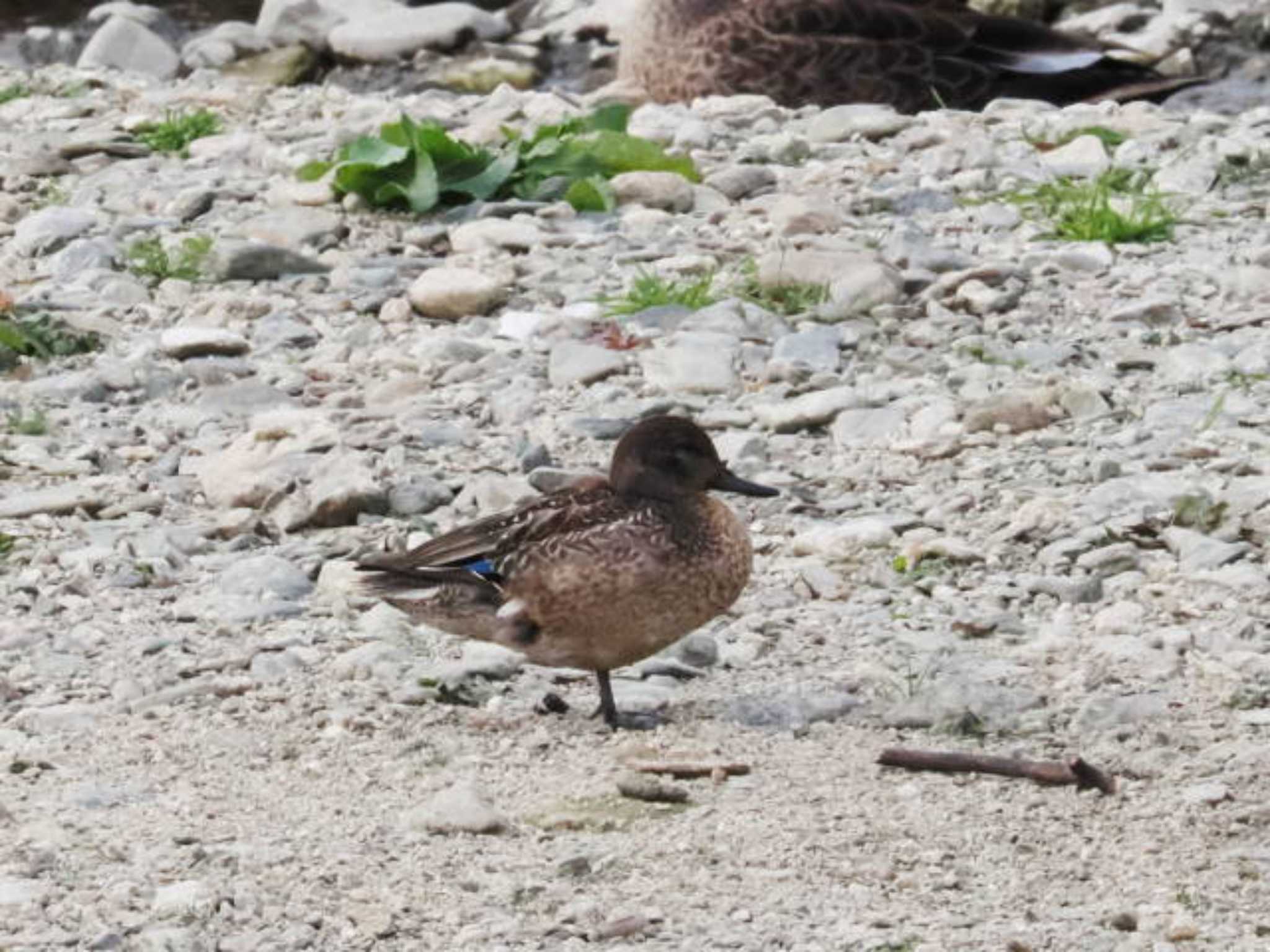 Eurasian Teal