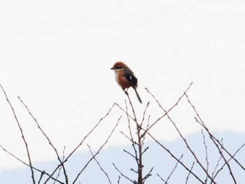 Bull-headed Shrike 福岡市西区 Thu, 12/8/2022