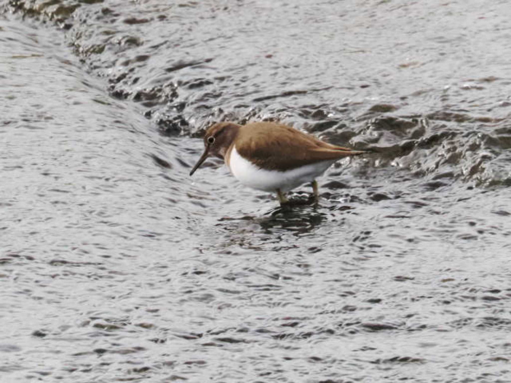 Common Sandpiper