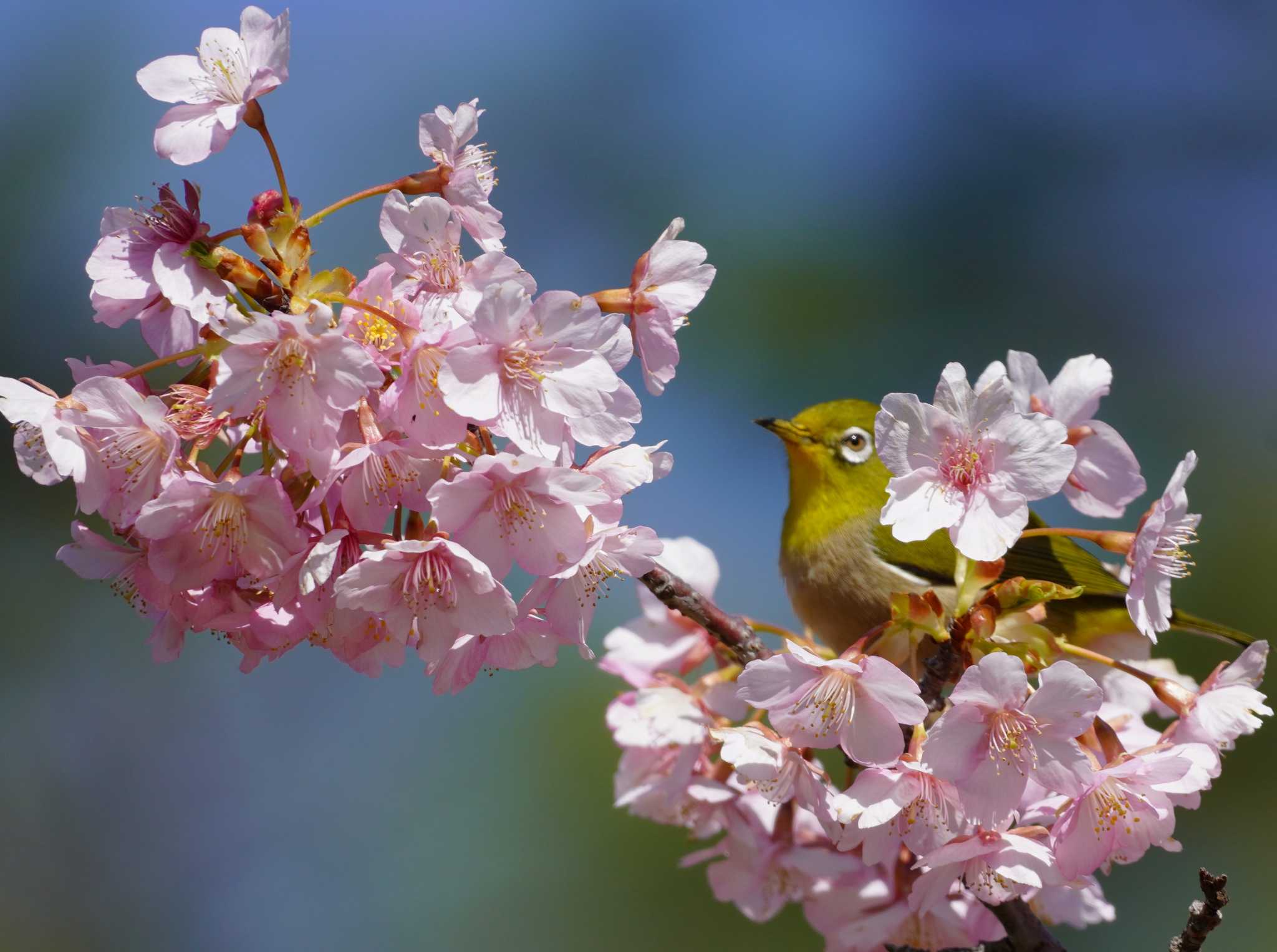 Warbling White-eye