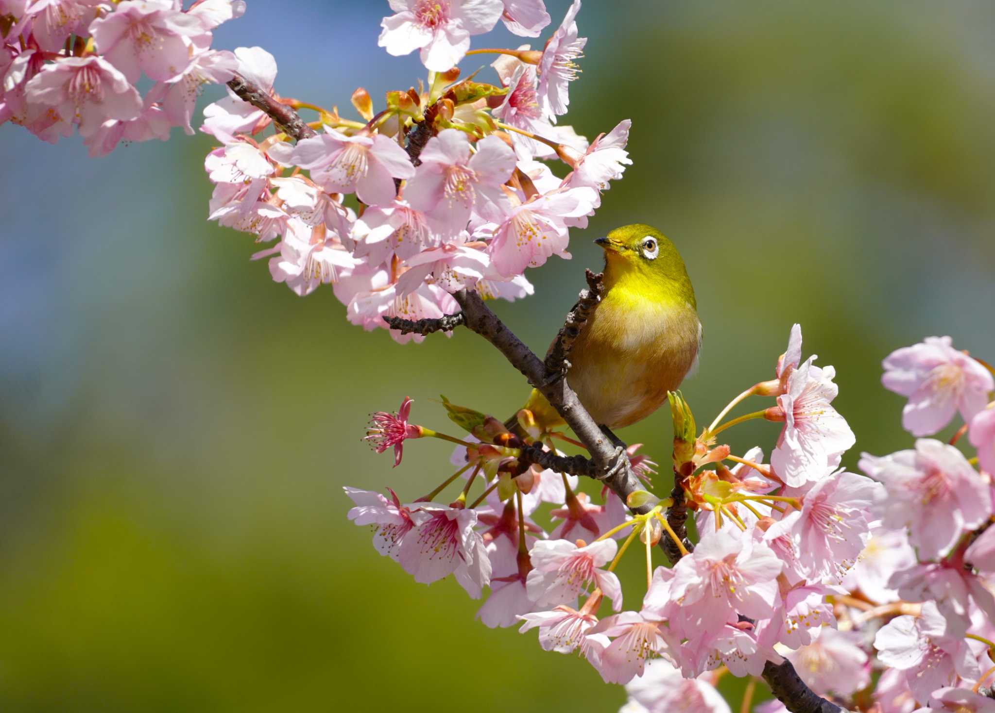 Warbling White-eye